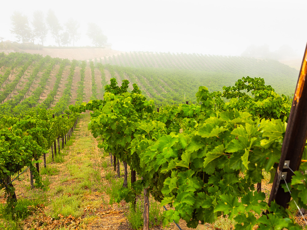 CAWineCountry2