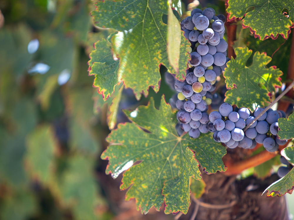 CAWineCountry6