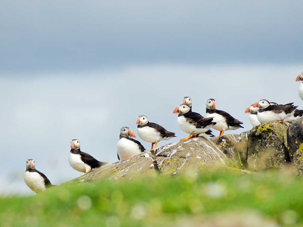 puffin