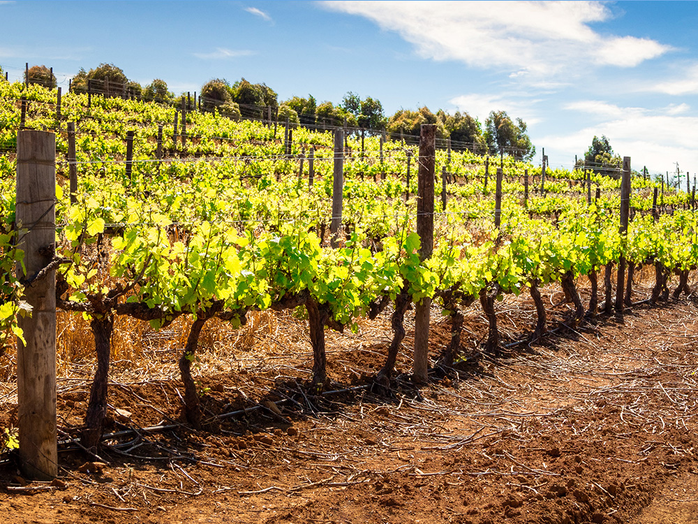 vineyards